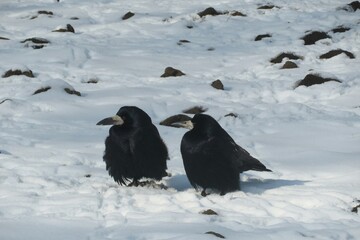 Fototapeta premium European crows on the snow in winter season