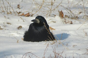 Crow in the snow