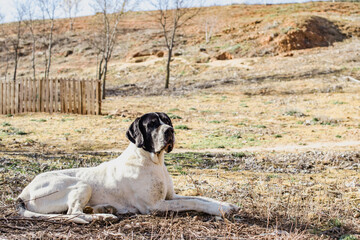 Retrato de un gran perro gran dan&eacute;s blanco y negro tumbado en la hierba de una pradera