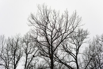 Fototapeta na wymiar silhouette of snowy trees in winter forest