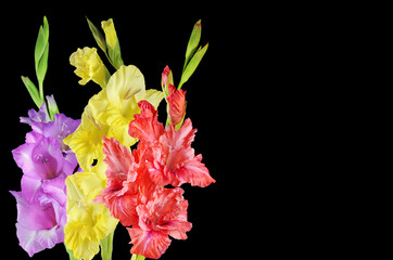 Flowers. Beautiful gladiolus flowers yellow, red and purple.