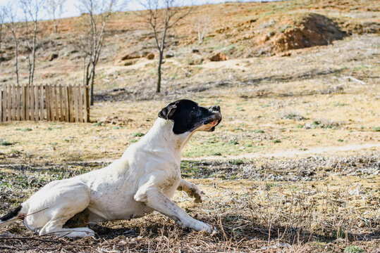 Retrato de un gran perro gran danés blanco y negro levantándose del suelo de una pradera. Perro incorporándose.