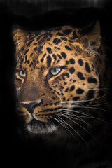 Fototapeta na wymiar The proud face of a red-spotted powerful leopard cat