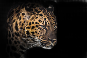 Fototapeta na wymiar Muzzle of a Far Eastern leopard in profile in the dark, isolated