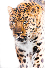 Powerful big cat leopard close-up walks forward, powerful beautiful body occupies, white light background of a hot day