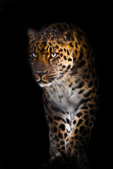 Fototapeta na wymiar Leopard with bluish green glowing eyes confidently and suddenly emerges from the darkness of the night, portrait with legs