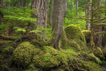 USA, Washington State, Olympic National Forest. Forest landscape.
