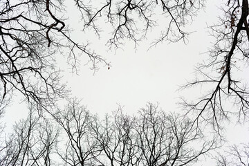 silhouette of snowy trees in winter forest