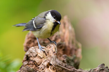Obraz premium Young great tit chick standing on wood in springtime nature
