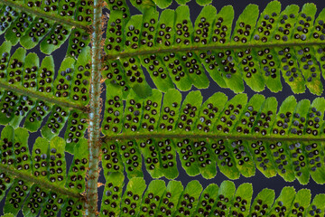 USA, Washington State, Seabeck. Detail of spores on underside of fern leaf.