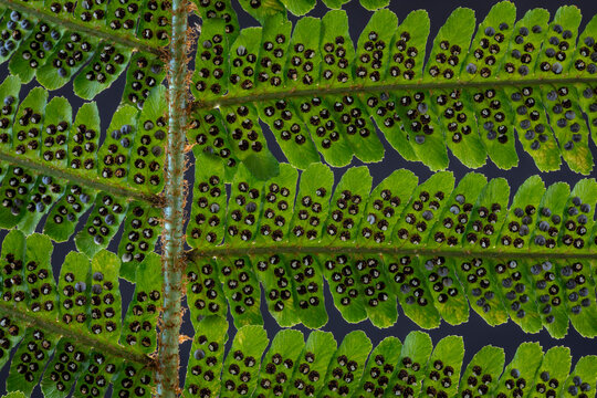 USA, Washington State, Seabeck. Detail of spores on underside of fern leaf.