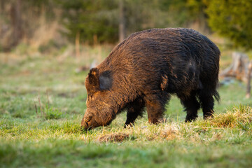 Wild boar standing on grassland in spring sunlight