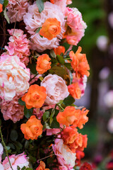 Close up view of arch decorated with adorable orange and pink fresh roses flowers. Concept of rich decorated wedding ceremony.