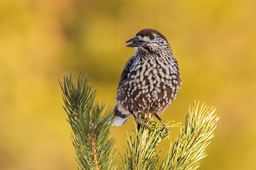 Spotted nutcracker sitting on coniferous tree in summer nature