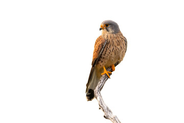 Common kestrel sitting on branch cut out on white background.