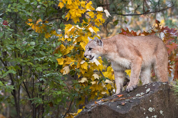 Cougar (Puma concolor) Looks Left From Atop Rock Den Autumn
