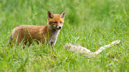 Juvenile red fox standing next to prey on grass in summer