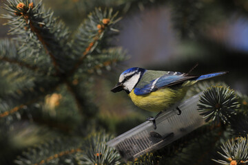   A small Blue tit sits among spruce branches on a feeder  with a large seed in its beak...