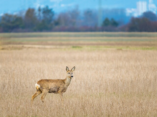 Roe deer on a winter meadow in front of a town