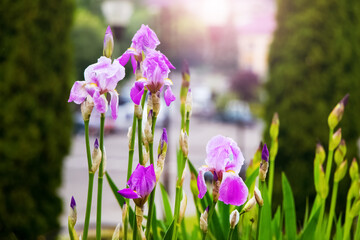 Pink and purple irises in a city park