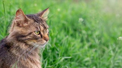 Naklejka na ściany i meble Portrait of a fluffy cat on a background of green grass. Copy space for text