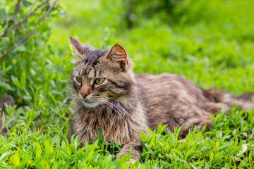 Naklejka na ściany i meble Brown fluffy cat in the garden lying on the green grass