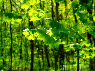 Obraz premium bright greenery in the spring forest