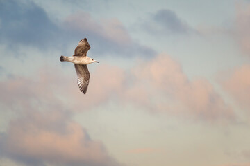 Seagull flying in beautyful morning sky