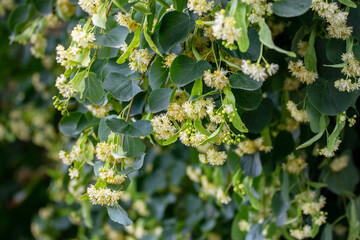 Linden blossoms, linden flowers on a tree in sunny weather, linden - a honey-bearing medicinal plant