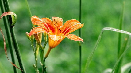 Orange lily close up on a blurred background
