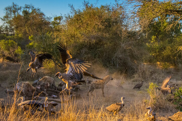Close up of a spotted hyena feeding on the carcass of a dead giraffe encircled by numerous vultures