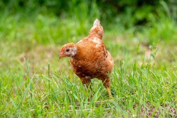 A young brown chicken in the garden walks on the grass