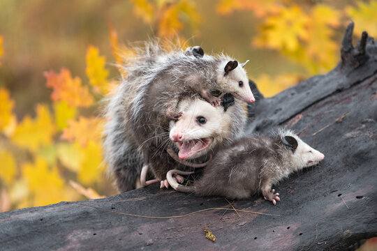 Virginia Opossum (Didelphis virginiana) Mother Cries Out While Joeys Climb Over Her Autumn