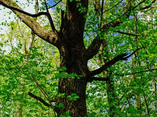 Naklejka premium bright greenery in the spring forest