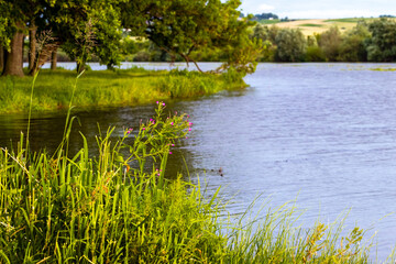 Summer landscape with river and forest on the shore river