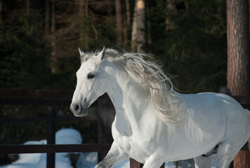 Obraz na płótnie Canvas Beautiful andalusian stallion running