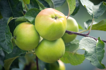 Green apples on a tree during ripening