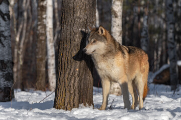 Grey Wolf (Canis lupus) Stands Next to Tree in Forest Winter