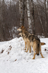Grey Wolves (Canis lupus) Stand on Pile of Snow Looking Left Winter