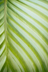Arri&egrave;re plan design et graphique - Closeup sur une feuille de plante tropicale