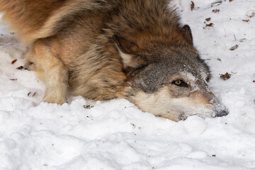Grey Wolf (Canis lupus) Pauses in Rolling in Snow Winter
