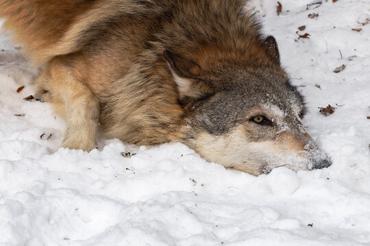 Grey Wolf (Canis Lupus) Pauses In Rolling In Snow Winter