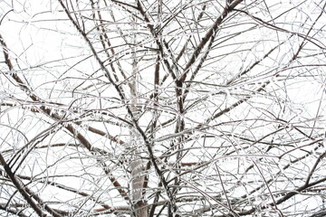 ice-crested tree