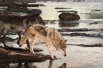 Grey Wolves (Canis lupus) at Rivers Edge Light Ripples Autumn