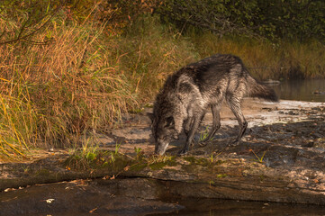 Black Phase Grey Wolf (Canis lupus) Sniffs Along Rocks at Waters Edge Autumn