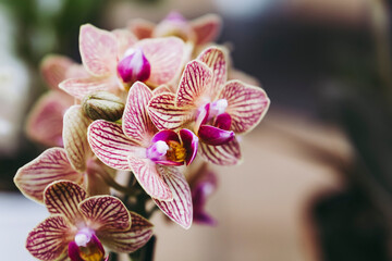Close up sur des fleurs d'orchidée rose