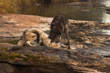 Naklejka na ściany i meble Black Phase Grey Wolf (Canis lupus) Pins Second By Neck on Shoreline Autumn
