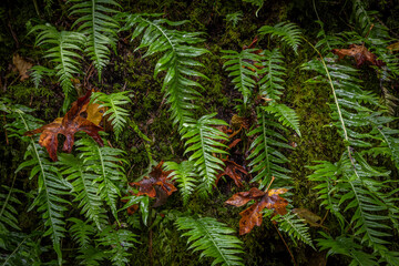 USA, Washington State, Olympic National Park. Wet licorice ferns and maple leaves.