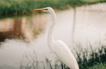 bird, egret, white, nature, heron, animal, water, wildlife, flower, wild, crocus, spring, beak, birds, feather, green, feathers, lake, grass, marsh, snowy, garden, great, great egret, ibis
