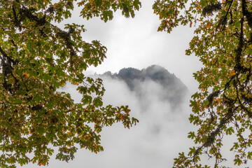 USA, Washington State, Olympic National Park. Maple foliage frames fog and mountain.